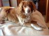 Dog lost - Sligo