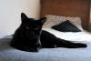 Cat lost - Dublin