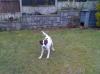 Dog lost - Westmeath