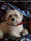 Dog lost - Dublin