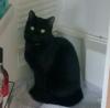 Cat lost - Galway