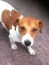 Dog lost - Waterford