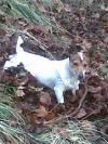 Dog lost - Dublin
