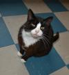 Cat lost - Westmeath