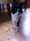 Cat lost - Dublin