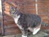 Cat lost - Dublin