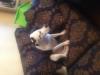 Dog lost - Laois