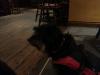 Dog lost - Dublin