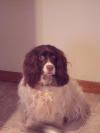 Dog lost - Galway