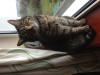 Cat lost - Dublin