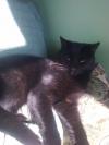 Cat lost - Meath