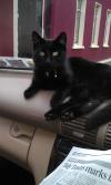Cat lost - Cork