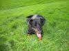 Dog lost - Dublin