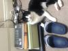 Cat lost - Dublin