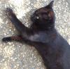 Cat lost - Dublin