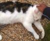 Cat lost - Dublin