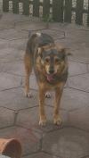 Dog lost - Kildare