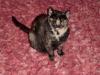 Cat lost - Cork