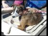 Dog lost - Kildare