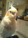 Bird lost - Dublin