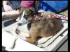 Dog lost - Kildare