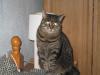 Cat lost - Roscommon