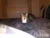 Cat lost - Westmeath