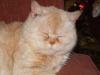 Cat lost - Cork