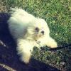 Dog lost - Louth