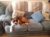 Dog lost - Cork