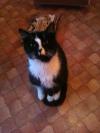Cat lost - Cork