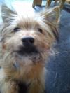 Dog lost - Westmeath