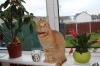 Cat lost - Westmeath