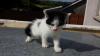 Cat lost - Cork