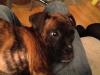 Dog lost - Dublin