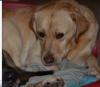 Dog lost - Wicklow