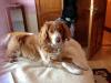 Dog lost - Sligo