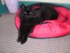 Cat lost - Dublin