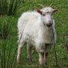 Goat found - Sligo