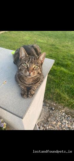 Cat lost - Westmeath