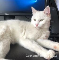 Cat lost - Louth