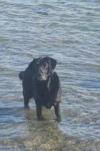 Dog lost - Sligo